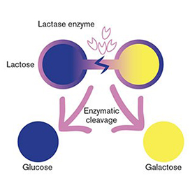 Flow chart explaining how Lactase enzyme works.